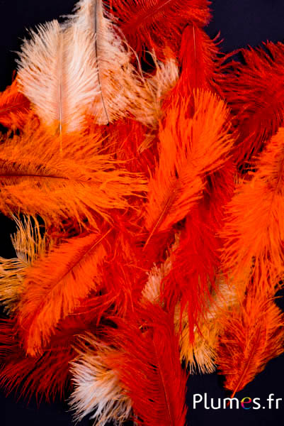 Struzzo Bellies - 5-10 cm - misto arancione